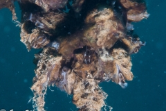20150626-36 Muscheln an einem Ast 26. Juni 2015